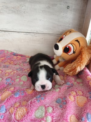 Les chiots de Boston Terrier