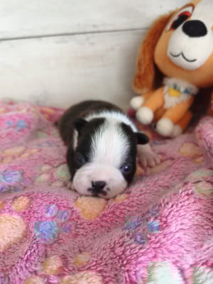 Les chiots de Boston Terrier