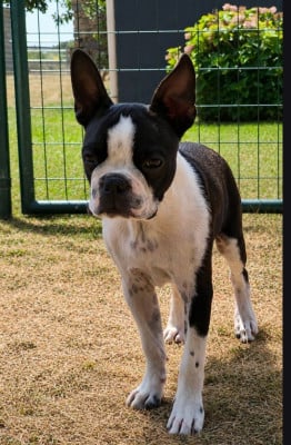 Les chiots de Boston Terrier