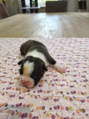 Les chiots de Boston Terrier