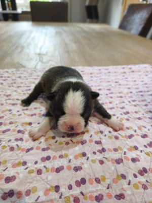 Les chiots de Boston Terrier