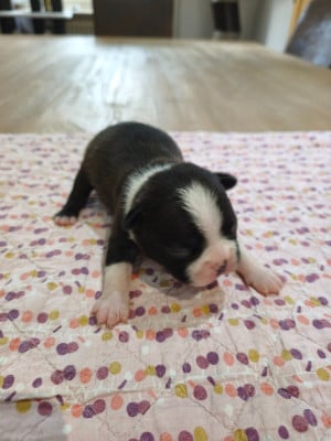 Les chiots de Boston Terrier
