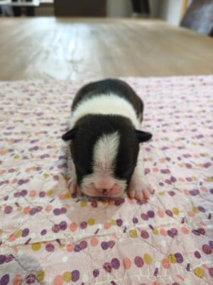 Les chiots de Boston Terrier