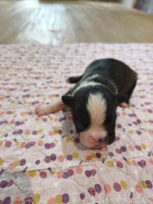 Les chiots de Boston Terrier