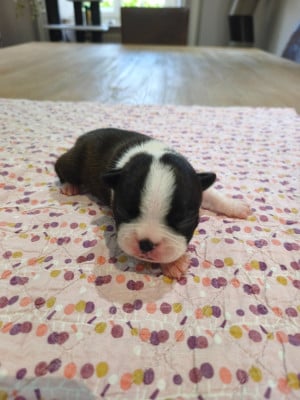 Les chiots de Boston Terrier