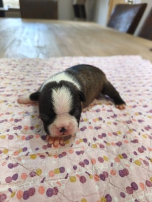 Les chiots de Boston Terrier