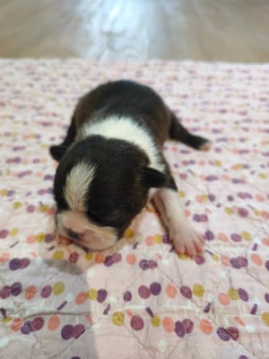 Les chiots de Boston Terrier