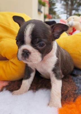 Les chiots de Boston Terrier