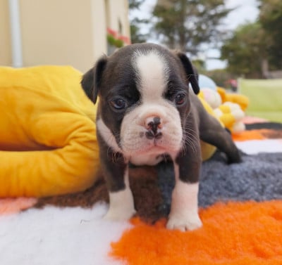 Les chiots de Boston Terrier