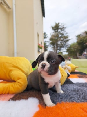 Les chiots de Boston Terrier