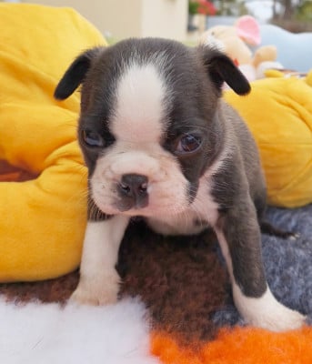 Les chiots de Boston Terrier