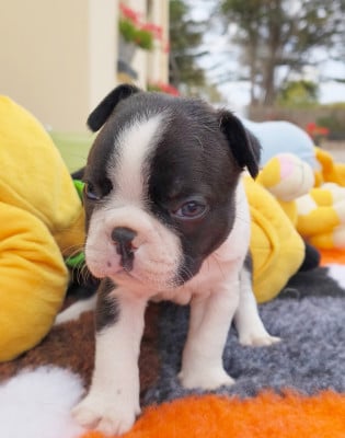 Les chiots de Boston Terrier