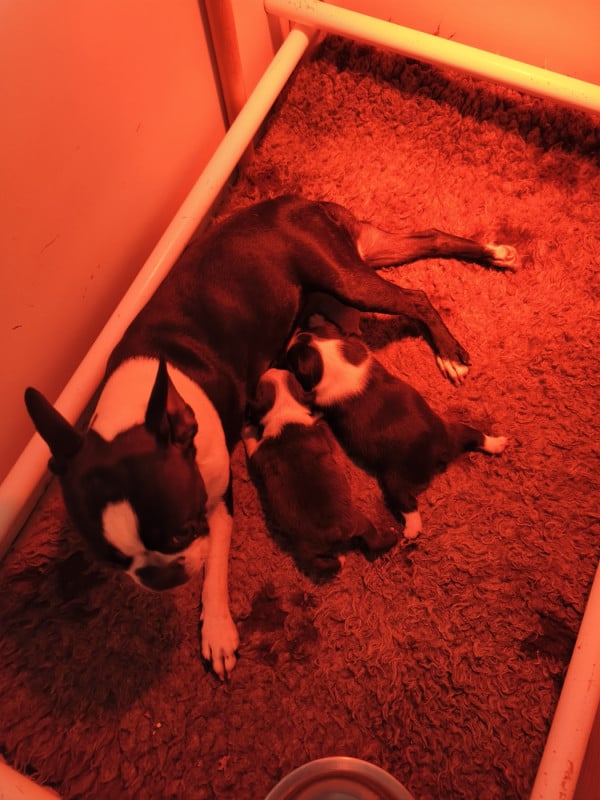 Boston Terrier - (Sans Affixe)