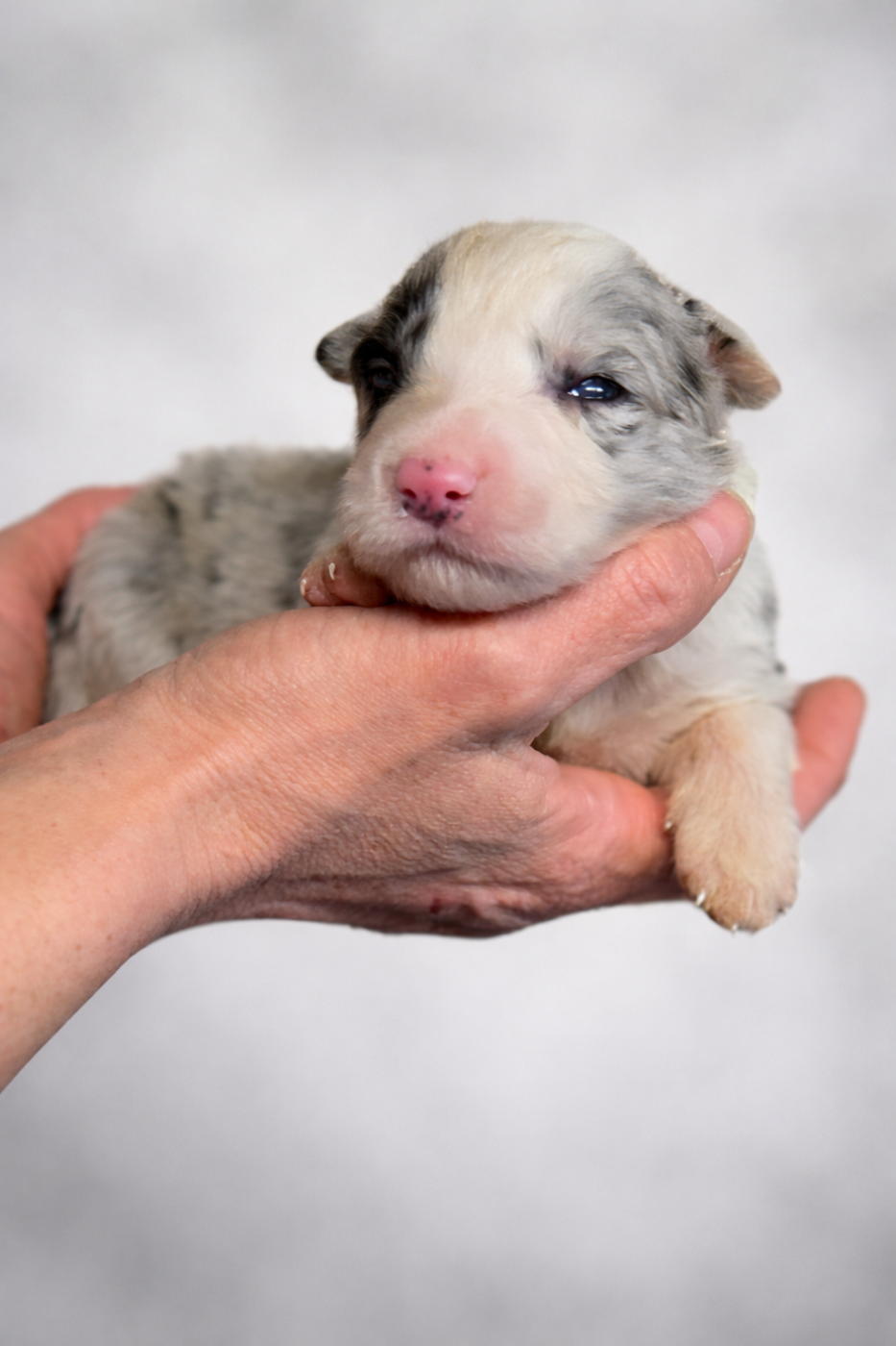 B... - Border Collie