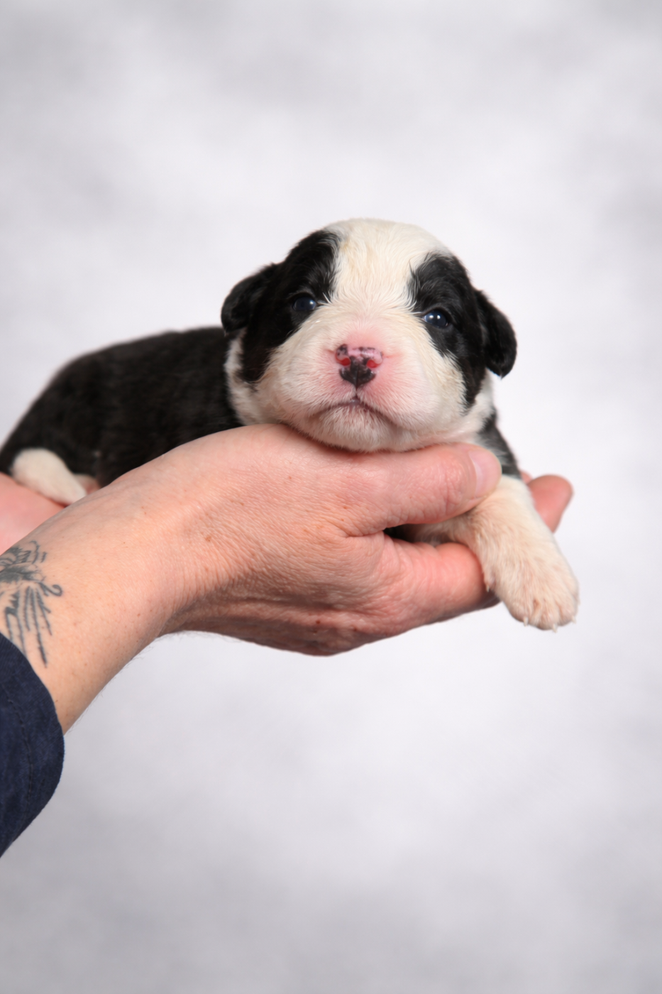 B... - Border Collie