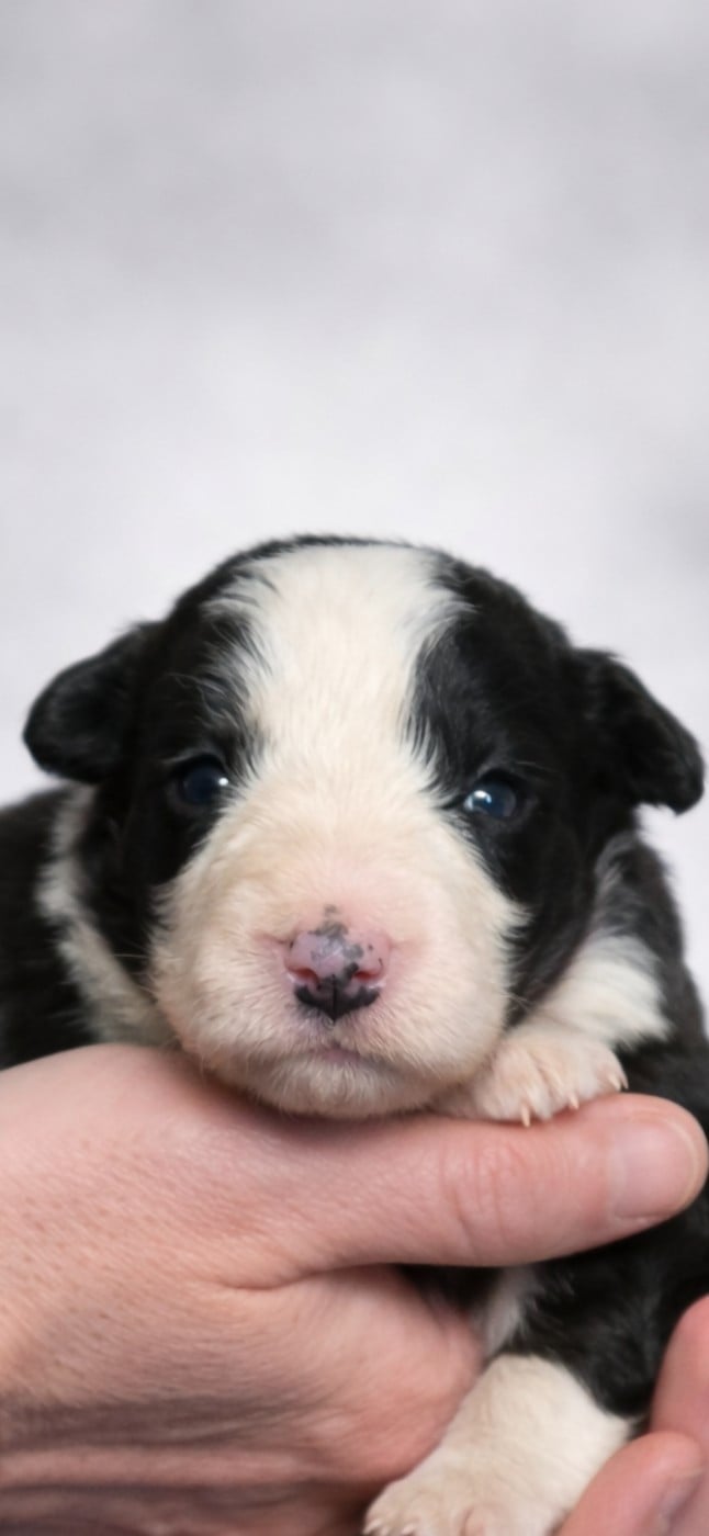 B... - Border Collie