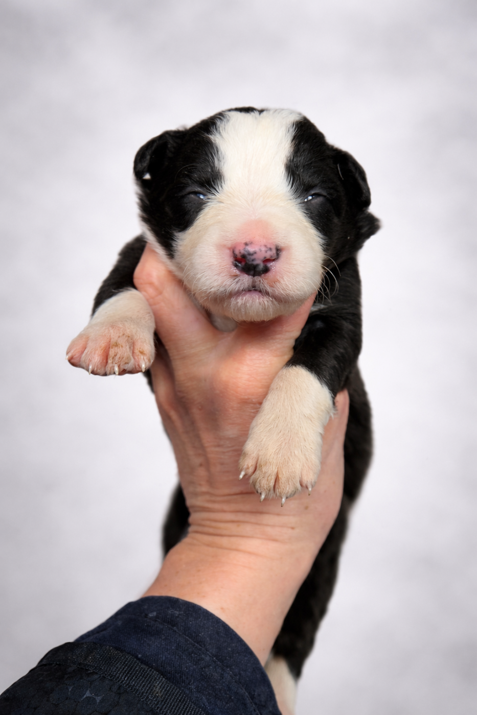 B... - Border Collie