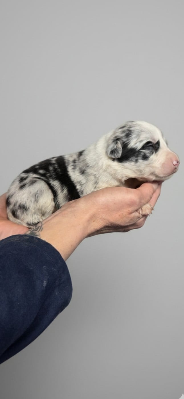 B... - Border Collie