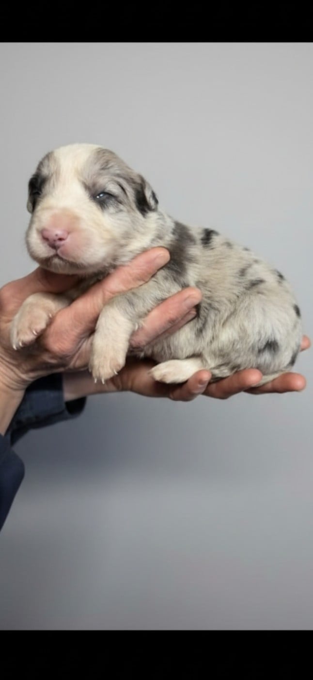 B... - Border Collie