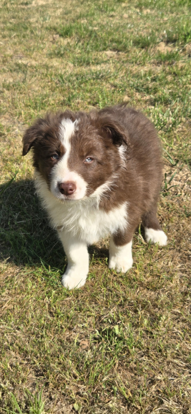 Chiot N°6