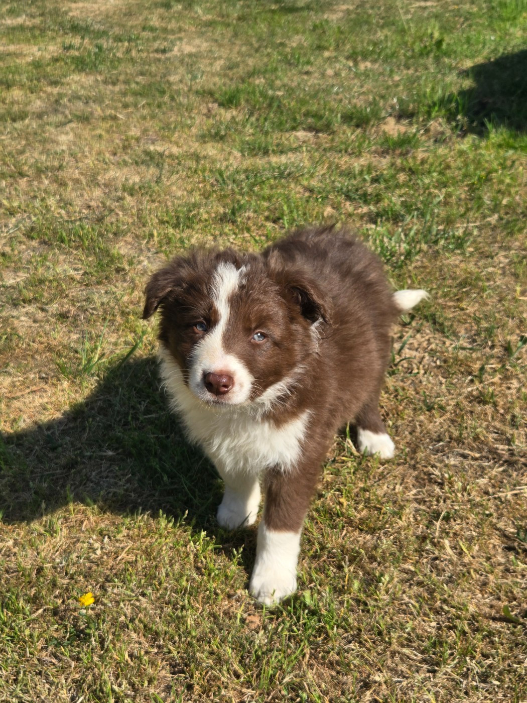 Chiot N°6