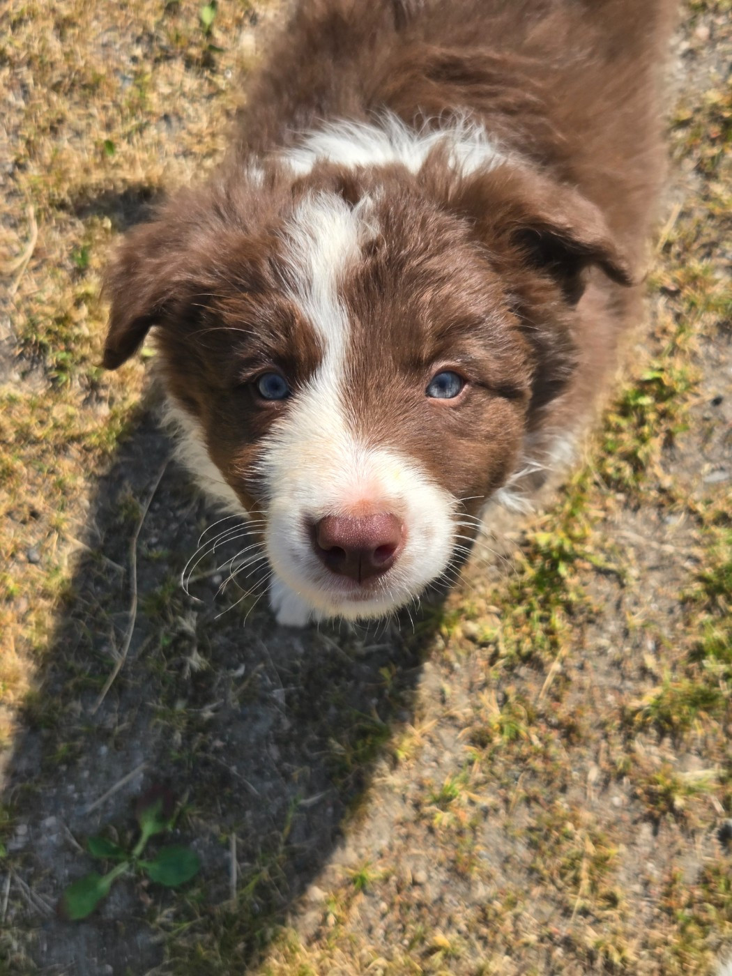 Chiot N°6