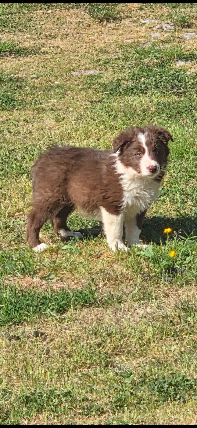 Chiot N°6