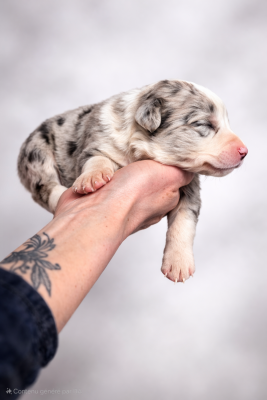 Les chiots de Border Collie