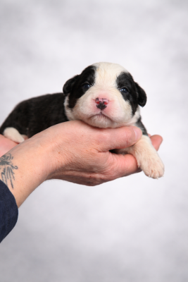 Les chiots de Border Collie