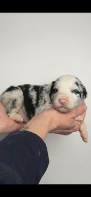 Les chiots de Border Collie