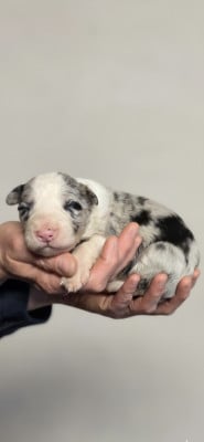 Les chiots de Border Collie