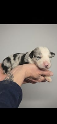 Les chiots de Border Collie