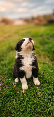 Les chiots de Border Collie
