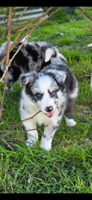 Les chiots de Border Collie