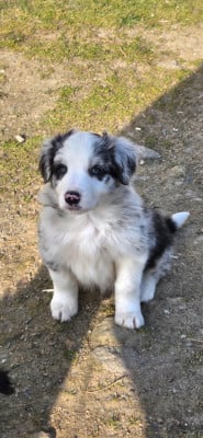 Les chiots de Border Collie