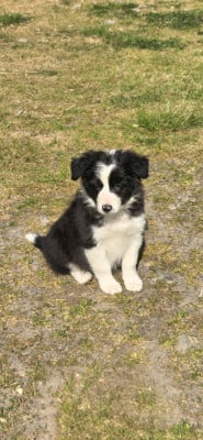 Les chiots de Border Collie