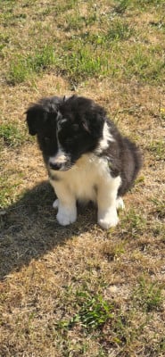 Les chiots de Border Collie