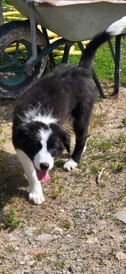 Les chiots de Border Collie