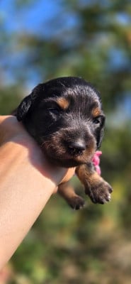 Les chiots de Teckel poil long