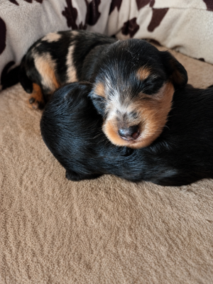 Les chiots de Teckel poil long