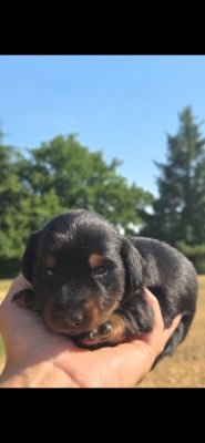 Les chiots de Teckel poil long