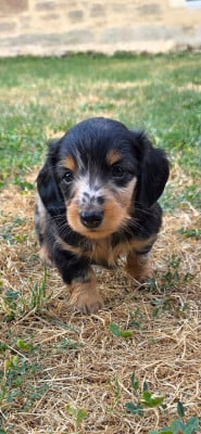 Les chiots de Teckel poil long