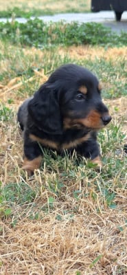 Les chiots de Teckel poil long