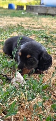 Les chiots de Teckel poil long