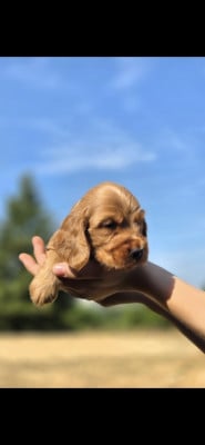 Les chiots de Cocker Spaniel Anglais