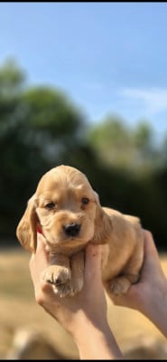 Les chiots de Cocker Spaniel Anglais