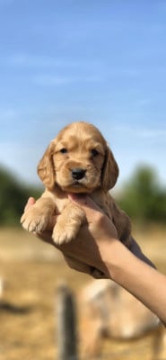 Les chiots de Cocker Spaniel Anglais