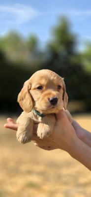 Les chiots de Cocker Spaniel Anglais
