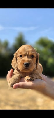 Les chiots de Cocker Spaniel Anglais
