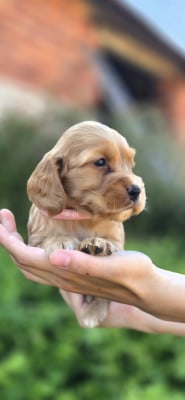 Les chiots de Cocker Spaniel Anglais